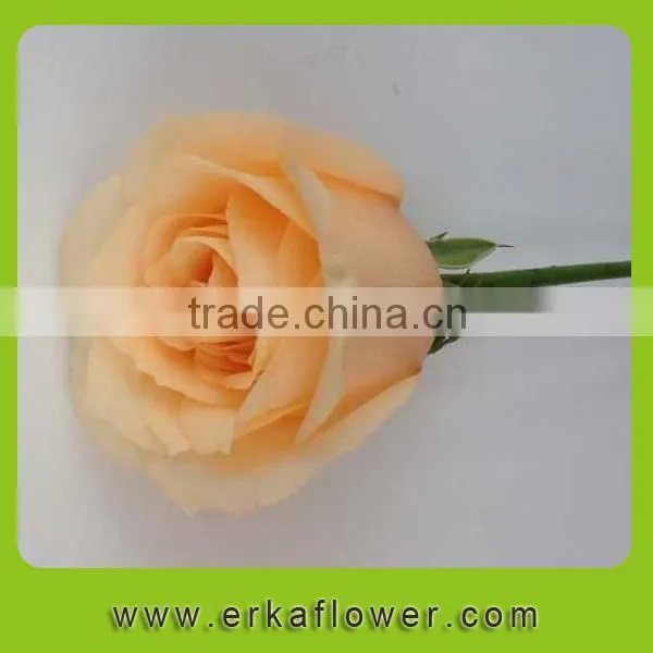 Hot Sale Antirrhinum Rose Seedlings photo-2