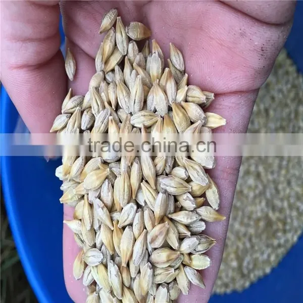 Whole Grain Barley photo-5