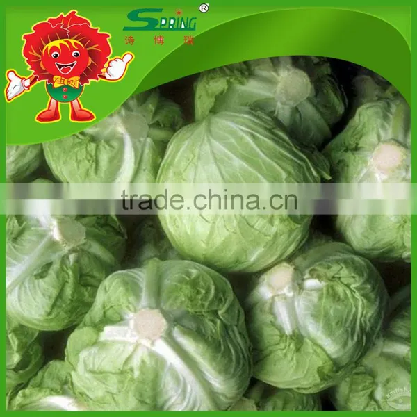 Green Cabbage for Sale/fresh Cabbage Grade A Ceramic Cabbage photo-4