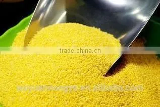 Glutinous Millet photo-2