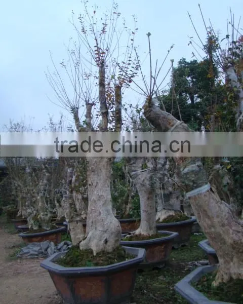 Lagerstroemia Indica L. Bonsai photo-2