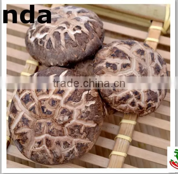 2015 New Crop Shiitake Mushroom ,Top Quality Tea Flower Mushroom
