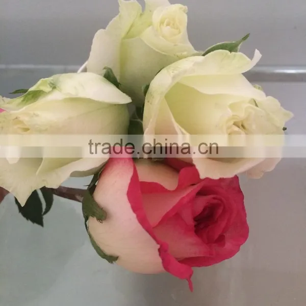 Fresh Cut Flower Varieties Fresh Rose Flowers Hot Selling photo-3