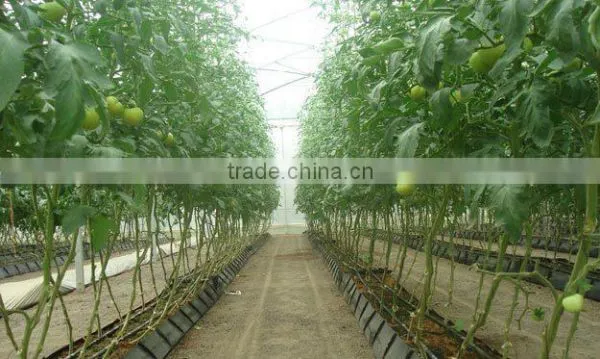 Glass Greenhouse-1 photo-6