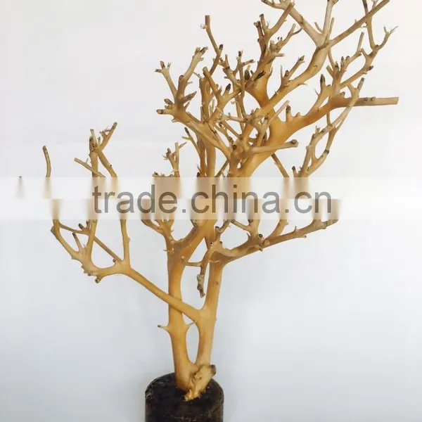 Natural Unique Branches + Rasin Base Decorative Aquarium Ornament photo-4