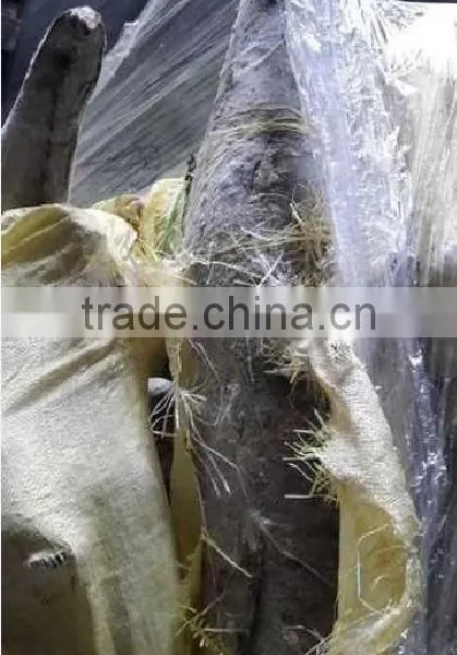 Frozen Oil Fish Rough Skin photo-6