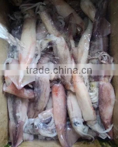 Frozen Whole Round Squid Todarodes Pacificus photo-3