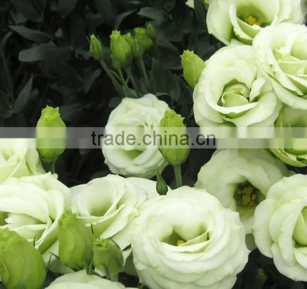 Professional High Quality Fresh Cut Flowers Multicolor Eustoma Flower Bulk Sale From Yunnan,China photo-4