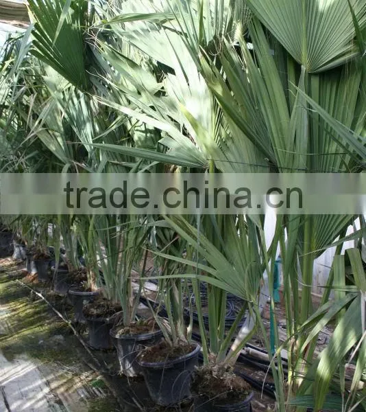 Sabal Causarium " Puerto Rican Hat Palm" 250/300 Plant Size photo-3