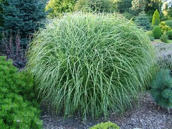 Outdoor Indoor Potted Plants 40-60cm Landscaping White