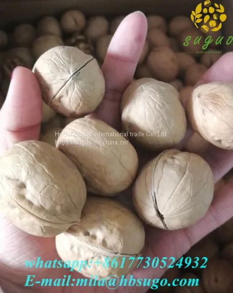 2020 Wholesaler Best Price 33 Walnuts Inshell for Sale photo-3