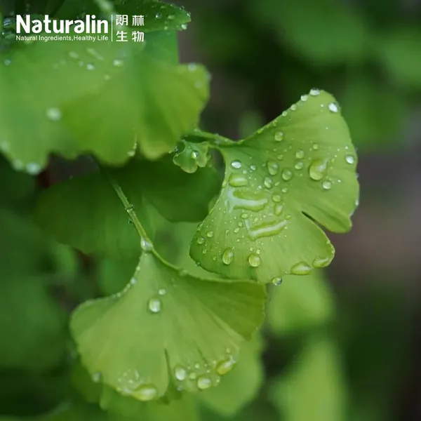 Ginkgo Biloba Extract photo-5