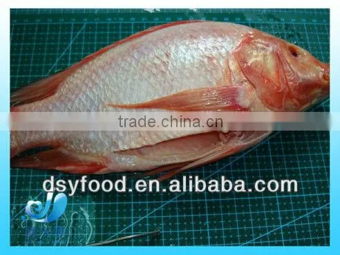 Frozen Fresh Red Tilapia Fish WR photo-4