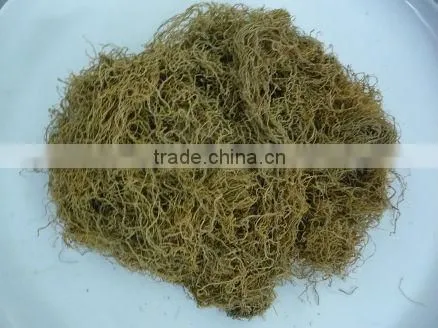 GRACILARIA SEAWEED IN NEW CROP 2014 WITH BEST PRICE