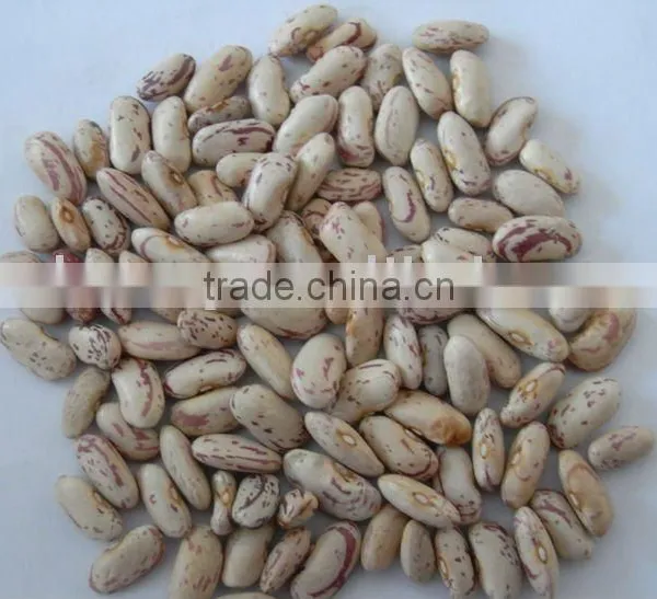 Kidney Beans