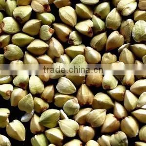 Green Buckwheat