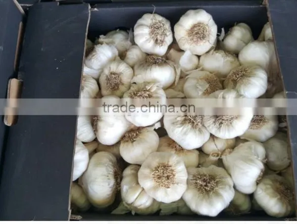 Takings Egyptian Garlic...dry Garlic With Best Quality photo-3