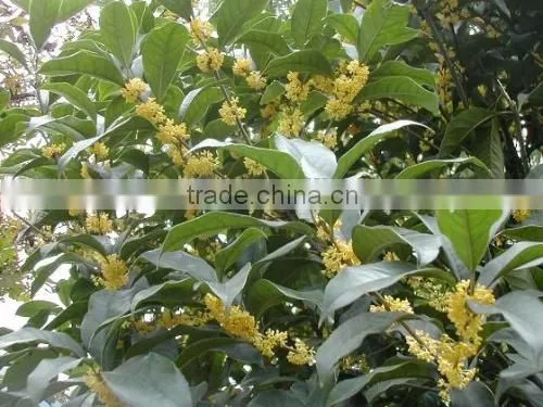 New Crop Sweet-Scented Osmanthus Fragrans Flower Tree Seeds For Planting photo-4