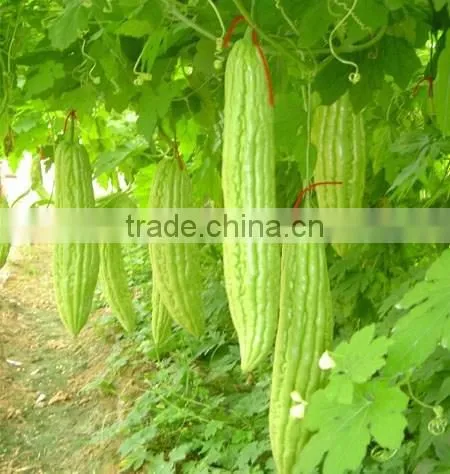10% Charantin Bitter Melon Extract Powder photo-3