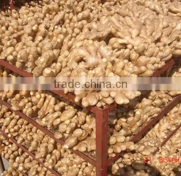 Chinese Fresh Air Dried Ginger photo-4