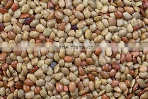 Kulthi Dry Extract photo-4