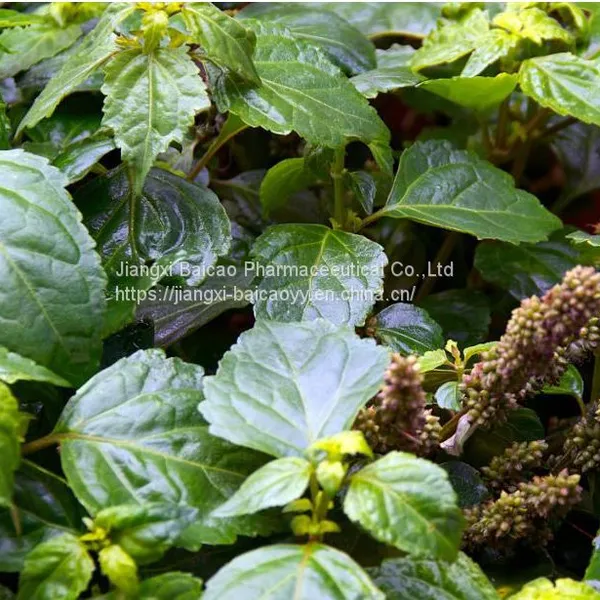 Food and Medicine Grade Patchouli Oil Chinese Medicinal Oil Plant Essential Oil Massage Oil photo-4