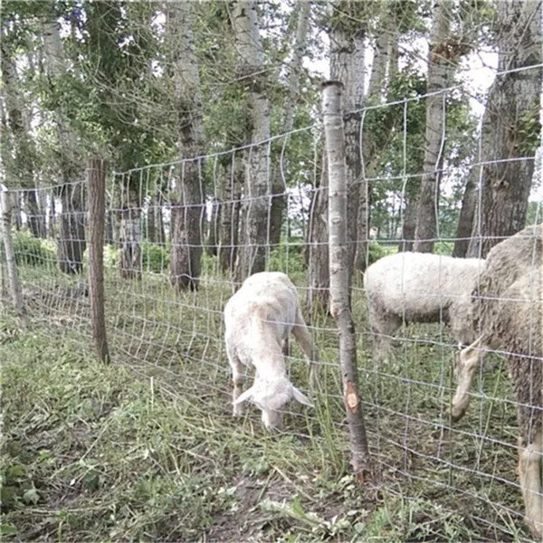 Grassland Farm Guard Agricultural Field Goat Cattle Cow Sheep Galvanized Wire Mesh Fence Netting photo-5