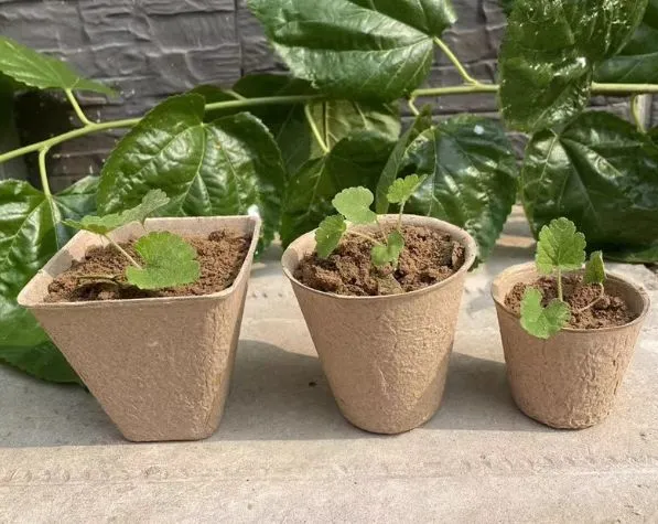 Jiffy Pot Paper Planter Pulp Nursery Cup photo-4