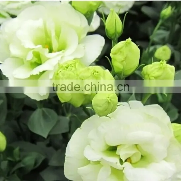 Super Quality Fresh Preserved Green Color Eustoma Flower photo-2