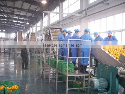 Citrus Juice Processing Line Orange Juice Production Line