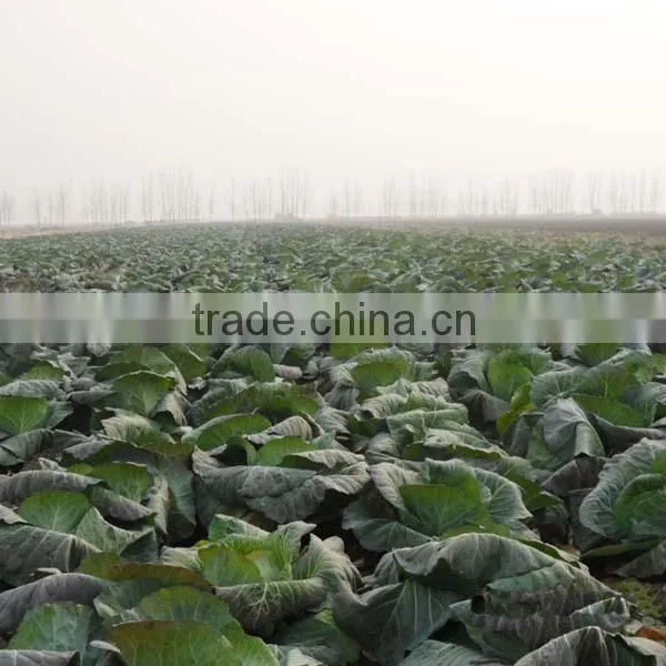 Fresh Green Cabbage / Chinese Cabbage New Corp Cabbage Hot Sale photo-2
