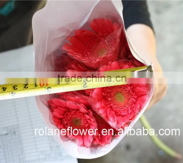 Best Price And Best Quality Long Stem Flowers Fresh Cut Gerbera Pink Gerbera With Fast Transportation photo-4