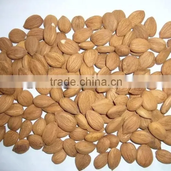 Supply Sweet Apricot Kernels With 8% Bitter photo-3