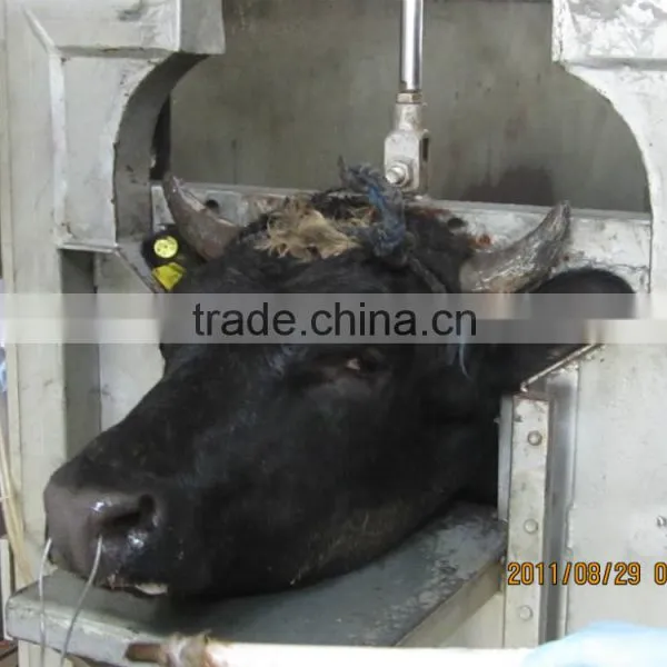 50 Cattle Cow Beef Halal Type Slaughter Line Equipment photo-5