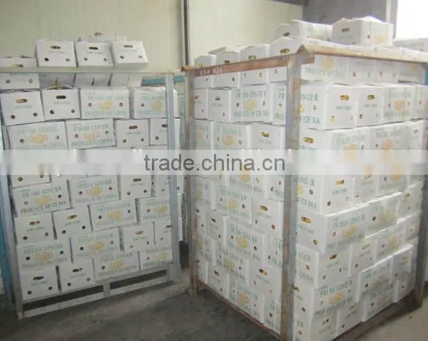 Fresh Ginger, Air Dry Fresh Ginger, Chinese Fresh Ginger Price photo-4