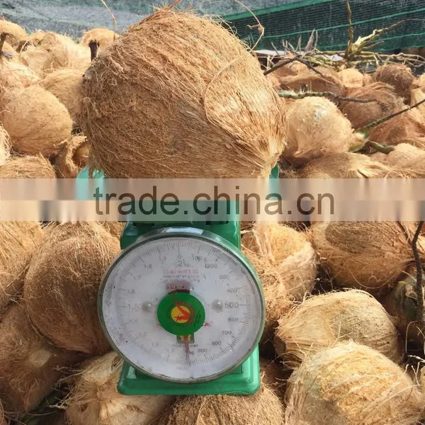 Semi Husked Mature Coconut, Dried Coconut