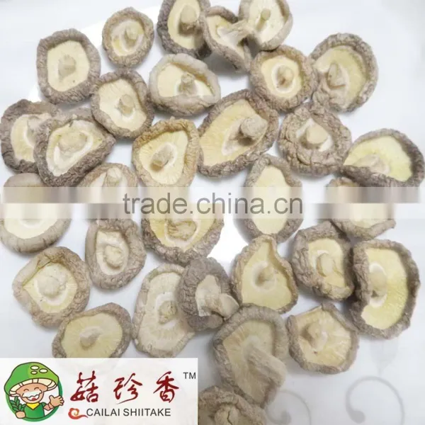 Money Mushroom, Mini Shiitake Mushroom, Cute Shiitake, Brined Shiitake