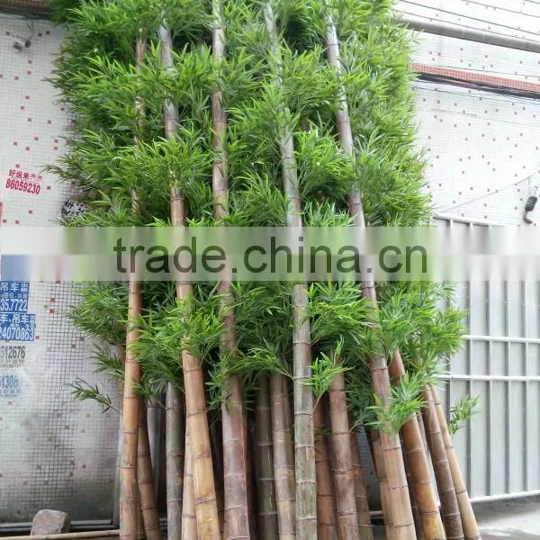 SJ030936 Bamboo Ornamental Plants Artificial Plant Artificial Bamboo Products photo-4
