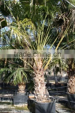 Livistonia Australis "Cabbage Tree Palm" Specimen 300/350 Plant Height
