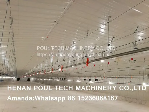 Congo Chicken Shed Broiler Deep Litter System & Broiler Flooring Raising System With Nipple Drinker System & Feeding Pan System photo-2
