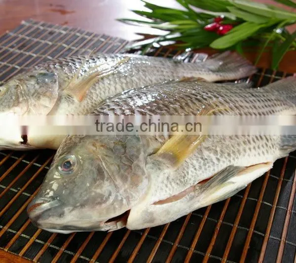 Wholesale Frozen Tilapia Gutted & Scaled photo-2
