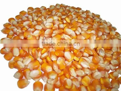 Yellow Corn