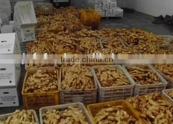 Fresh Ginger Dry Ginger