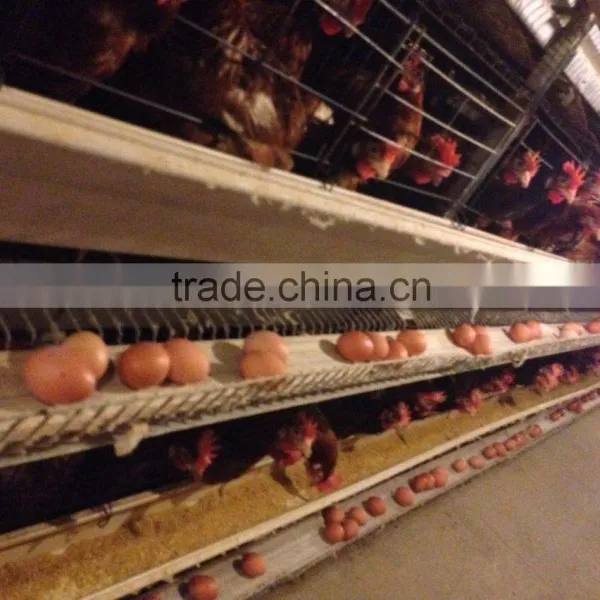 Cfb 07 Cheap Price A Type Bird Cage for Chicken Layer Egg Hen Farming Equipment