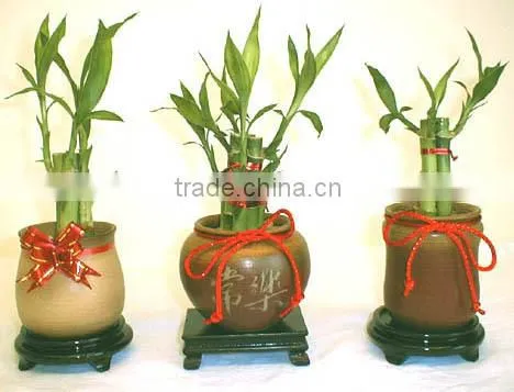 Indoor Plants 30cm Straight Lucky Bamboo Live Plants