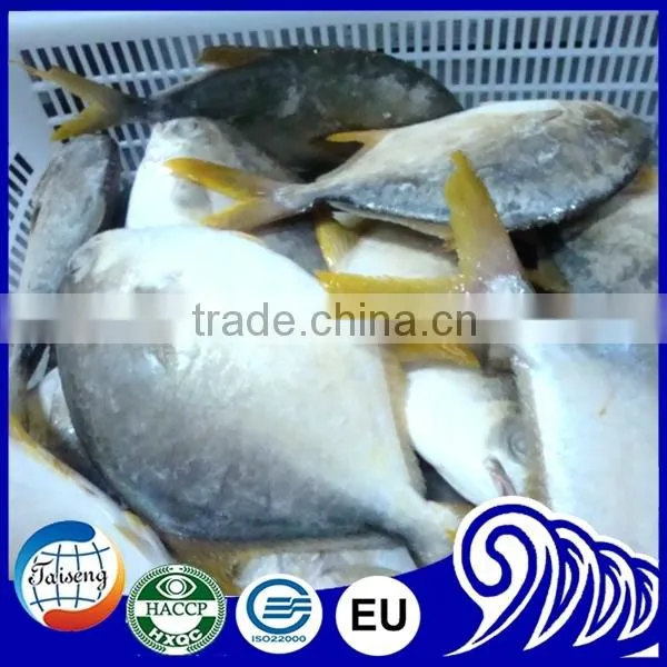 GRADE A Whole Round Frozen Golden/Black/silver Pomfret Fish Pomfret Fish photo-2