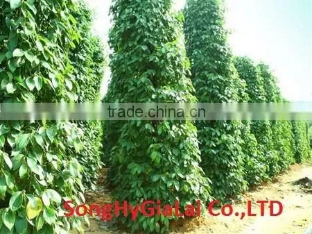 BLACK PEPPER 500GR/L CLEANED photo-3