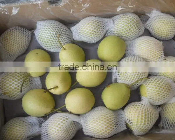 Fresh Shandong Pear New Season Crop