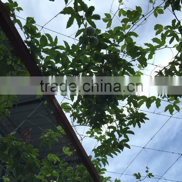 Grafted Passion Fruit Tree Seedlings photo-2