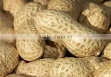 Raw Peanuts in Shell photo-2